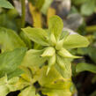 Čemeřice černá 'Praecox' - Helleborus niger 'Praecox'