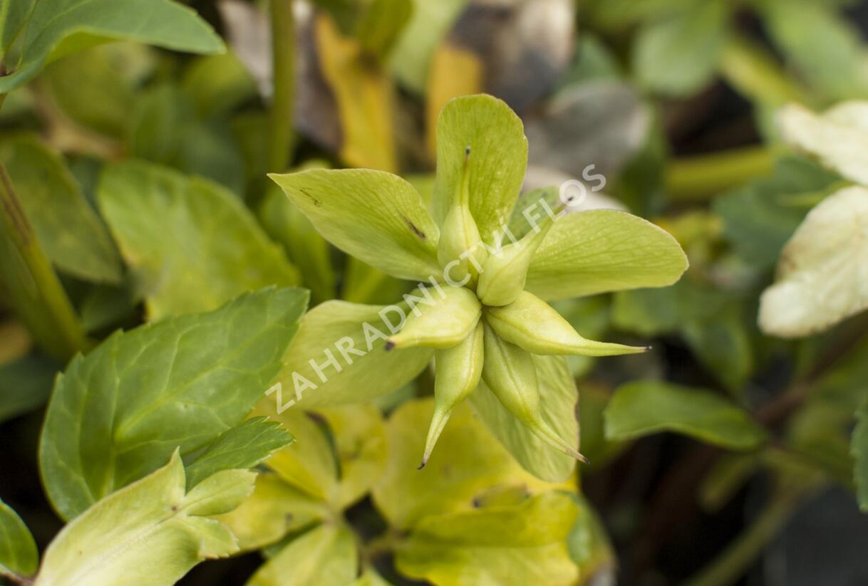 Čemeřice černá 'Praecox' - Helleborus niger 'Praecox'