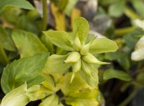 Čemeřice černá 'Praecox' - Helleborus niger 'Praecox'