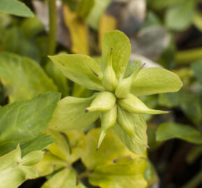 Čemeřice černá 'Praecox' - Helleborus niger 'Praecox'