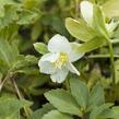 Čemeřice černá 'Praecox' - Helleborus niger 'Praecox'