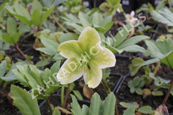 Čemeřice černá - Helleborus niger