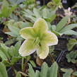 Čemeřice černá - Helleborus niger
