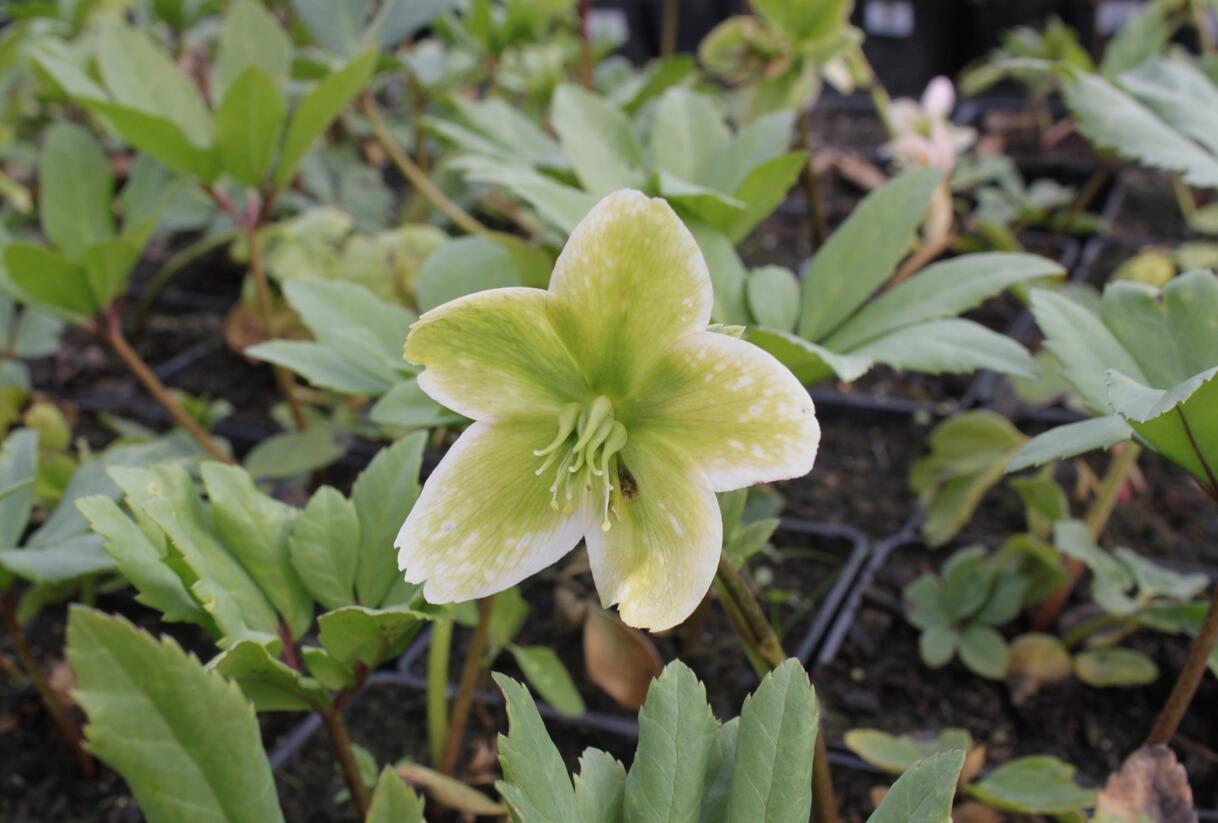 Čemeřice černá - Helleborus niger