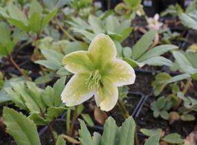 Čemeřice černá - Helleborus niger