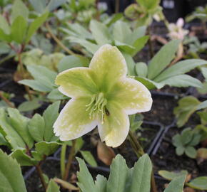 Čemeřice černá - Helleborus niger