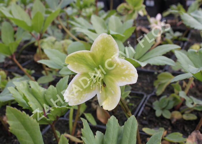 Čemeřice černá - Helleborus niger