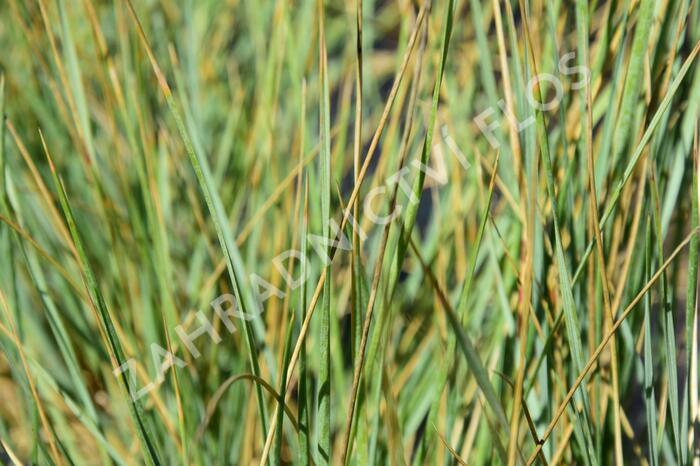 Ovsíř stálezelený - Helictotrichon sempervirens