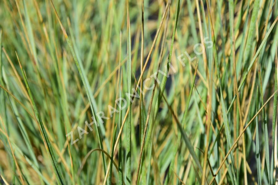 Ovsíř stálezelený - Helictotrichon sempervirens