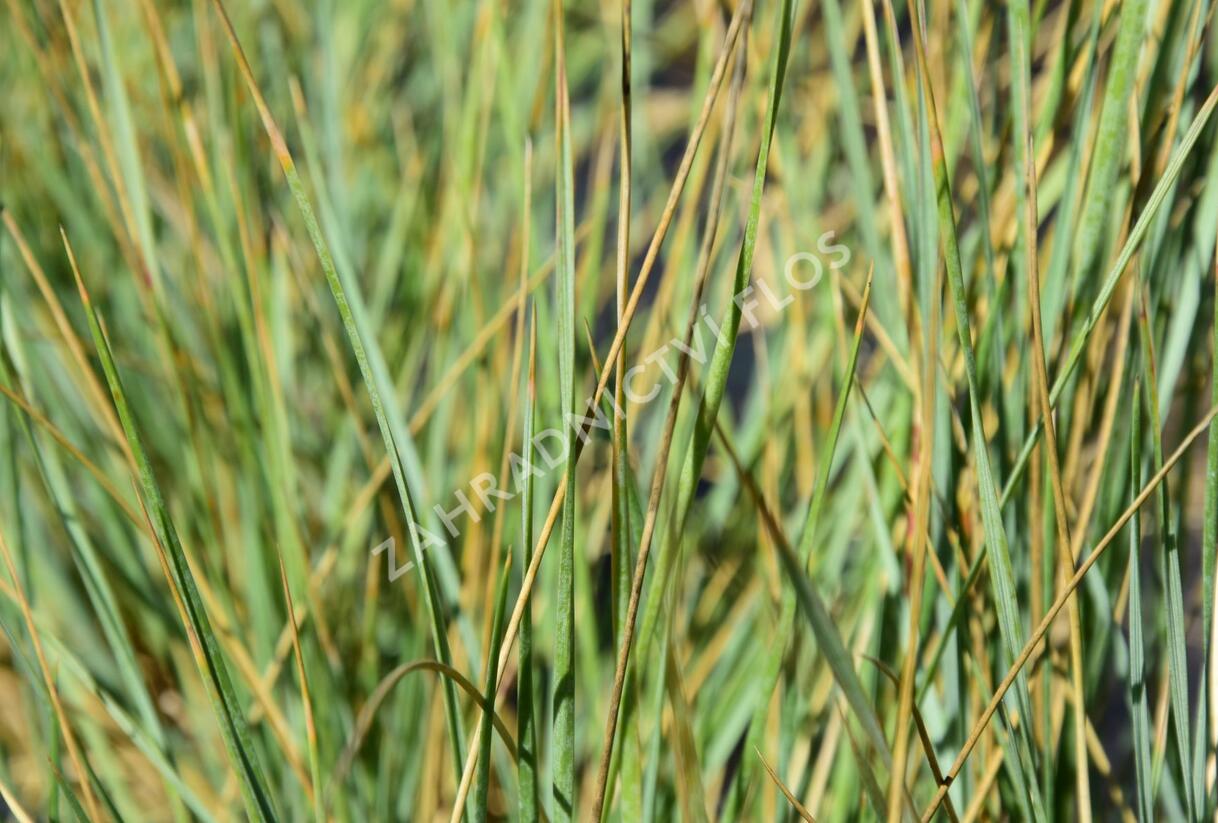 Ovsíř stálezelený - Helictotrichon sempervirens