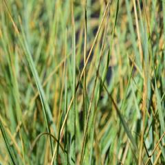 Ovsíř stálezelený - Helictotrichon sempervirens