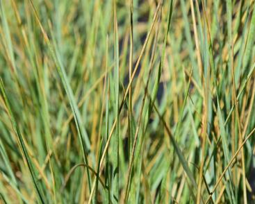 Ovsíř stálezelený