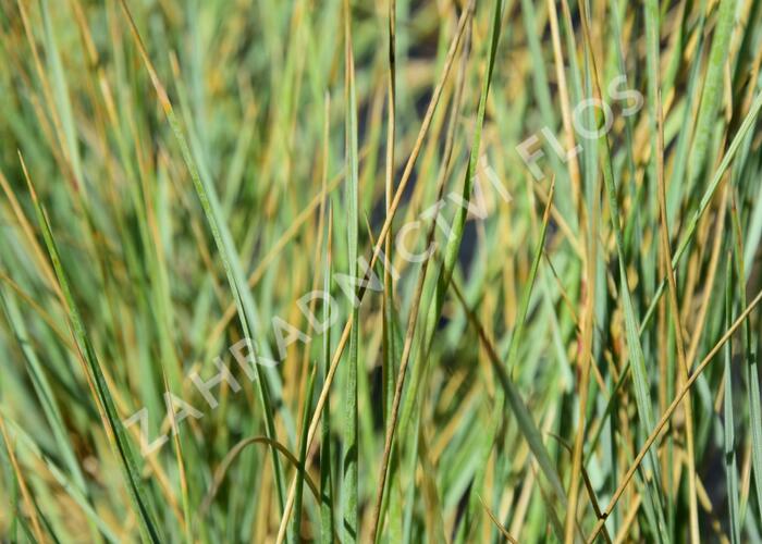 Ovsíř stálezelený - Helictotrichon sempervirens