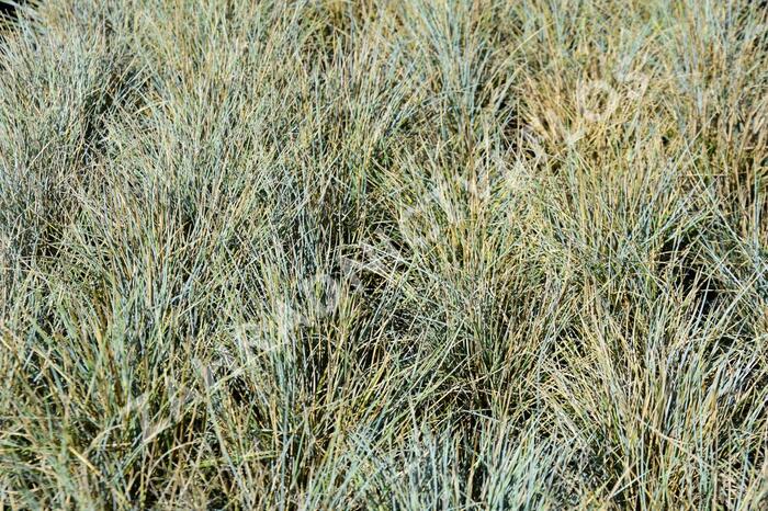Kostřava Walliská 'Silbersee' - Festuca valesiaca 'Silbersee'