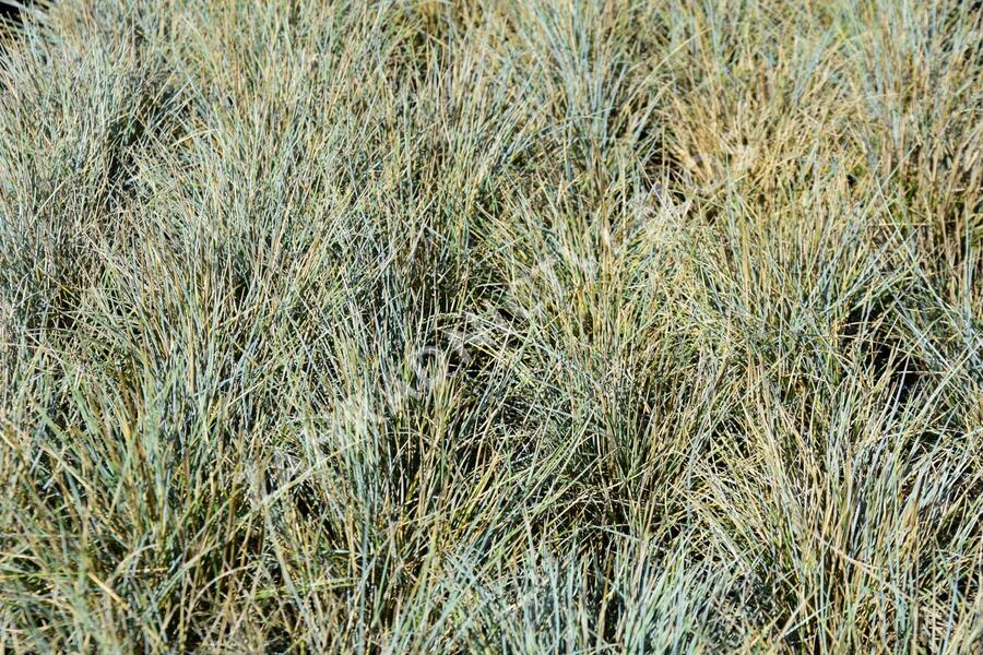 Kostřava Walliská 'Silbersee' - Festuca valesiaca 'Silbersee'