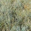 Kostřava Walliská 'Silbersee' - Festuca valesiaca 'Silbersee'