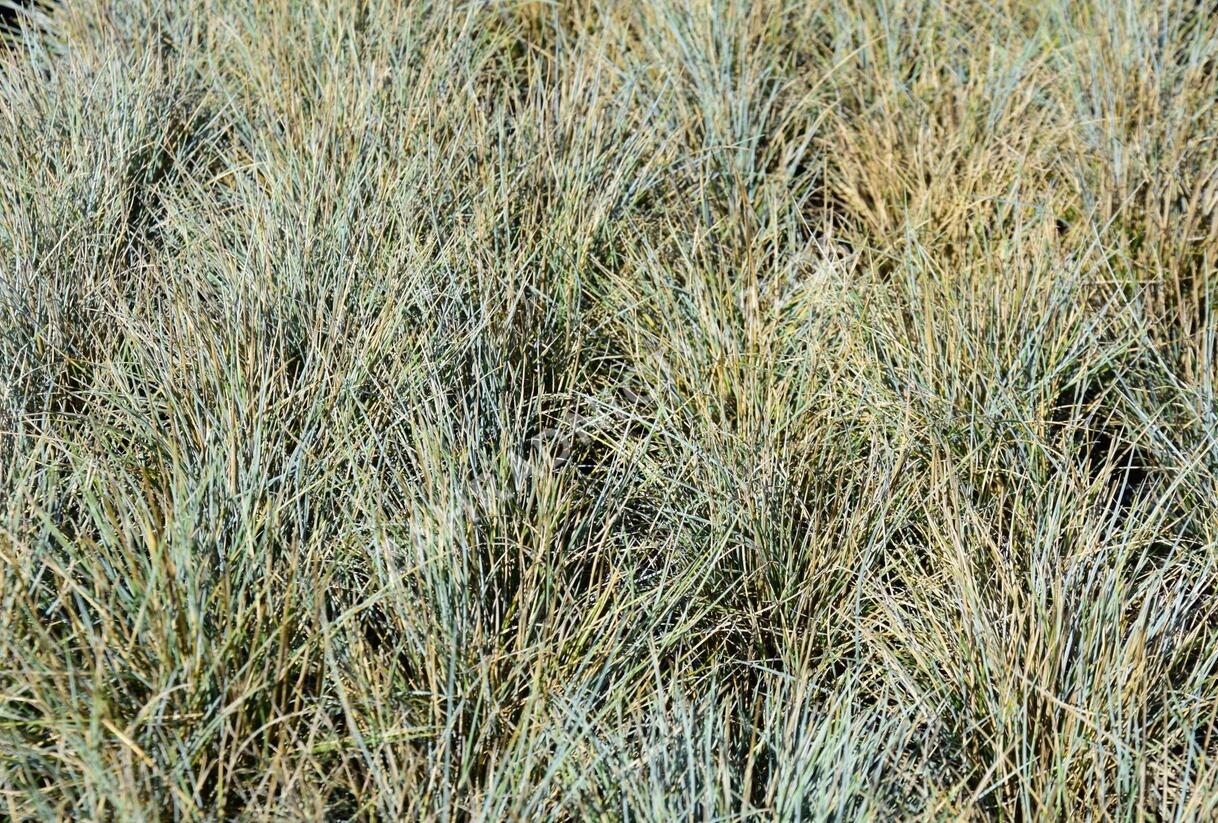 Kostřava Walliská 'Silbersee' - Festuca valesiaca 'Silbersee'