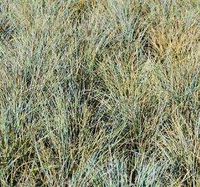 Kostřava Walliská 'Silbersee' - Festuca valesiaca 'Silbersee'