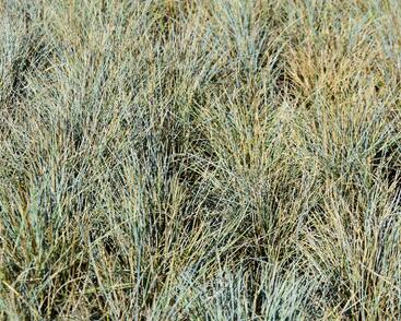 Kostřava Walliská 'Silbersee'