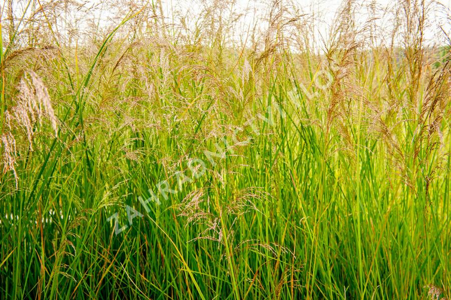 Metlice trsnatá 'Goldtau' - Deschampsia caespitosa 'Goldtau'