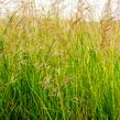 Metlice trsnatá 'Goldtau' - Deschampsia caespitosa 'Goldtau'