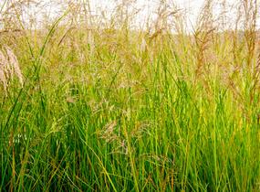 Metlice trsnatá 'Goldtau' - Deschampsia caespitosa 'Goldtau'