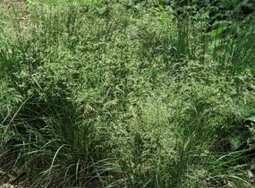 Metlice trsnatá 'Goldtau' - Deschampsia caespitosa 'Goldtau'