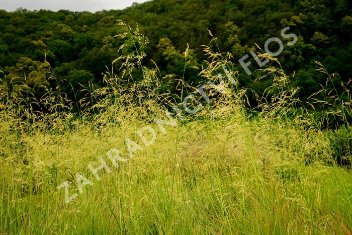 Metlice trsnatá 'Goldtau' - Deschampsia caespitosa 'Goldtau'