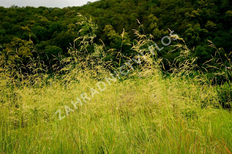 Metlice trsnatá 'Goldtau' - Deschampsia caespitosa 'Goldtau'