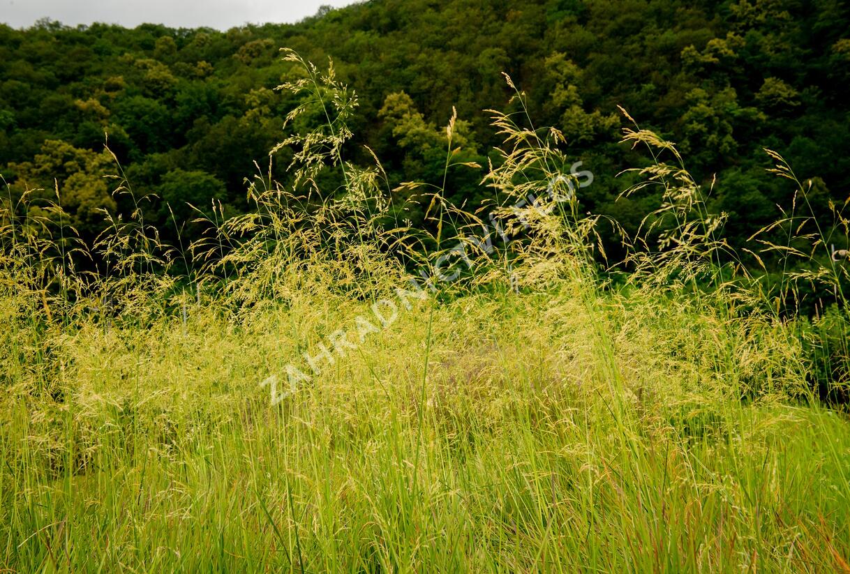 Metlice trsnatá 'Goldtau' - Deschampsia caespitosa 'Goldtau'