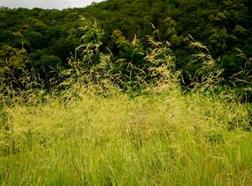 Metlice trsnatá 'Goldtau' - Deschampsia caespitosa 'Goldtau'