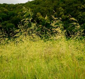 Metlice trsnatá 'Goldtau' - Deschampsia caespitosa 'Goldtau'