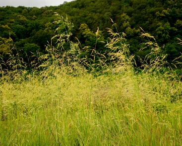 Metlice trsnatá 'Goldtau'