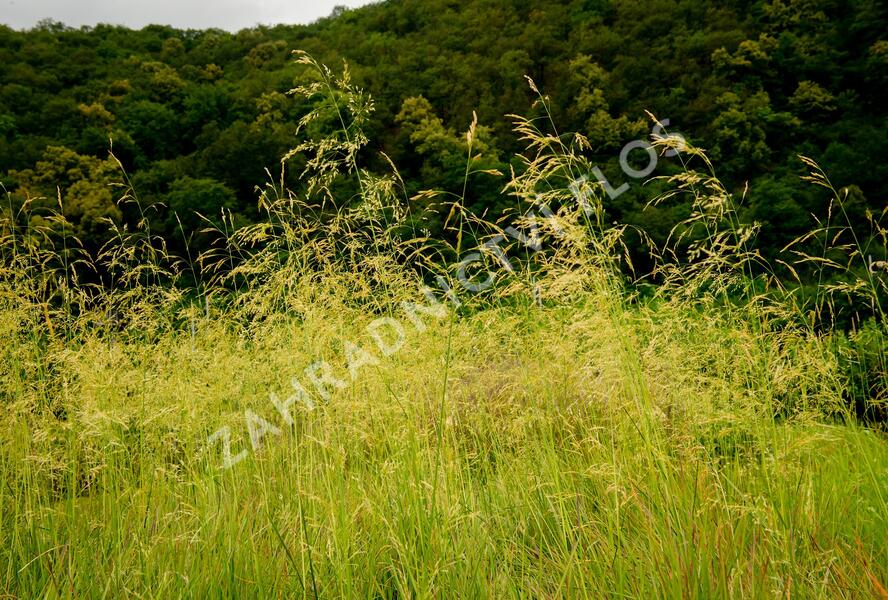 Metlice trsnatá 'Goldtau' - Deschampsia caespitosa 'Goldtau'