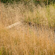 Metlice trsnatá 'Goldtau' - Deschampsia caespitosa 'Goldtau'