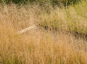 Metlice trsnatá 'Goldtau' - Deschampsia caespitosa 'Goldtau'