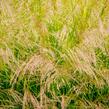 Metlice trsnatá 'Goldtau' - Deschampsia caespitosa 'Goldtau'