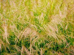 Metlice trsnatá 'Goldtau' - Deschampsia caespitosa 'Goldtau'