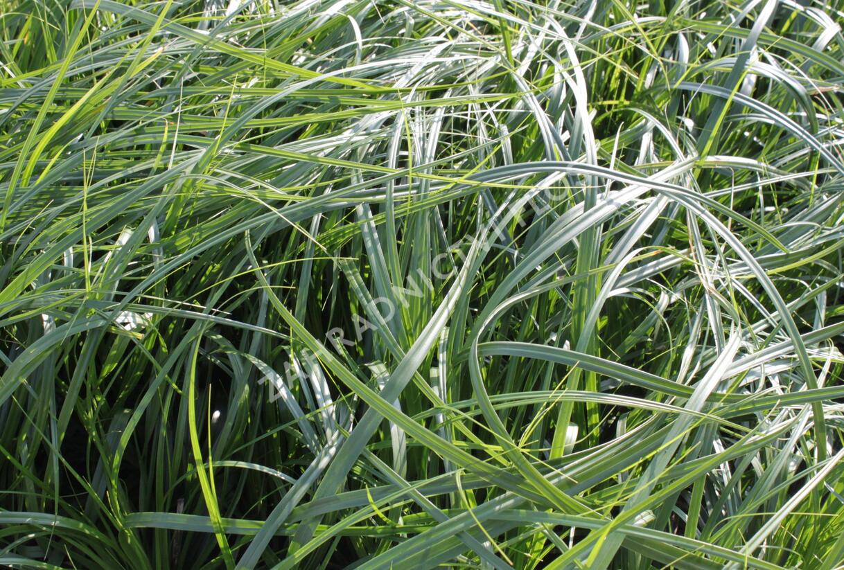 Ostřice ošimenská 'J. S. Greenwell' - Carex oshimensis 'J. S. Greenwell'