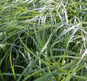 Ostřice ošimenská 'J. S. Greenwell' - Carex oshimensis 'J. S. Greenwell'