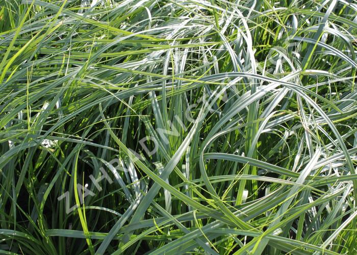Ostřice ošimenská 'J. S. Greenwell' - Carex oshimensis 'J. S. Greenwell'