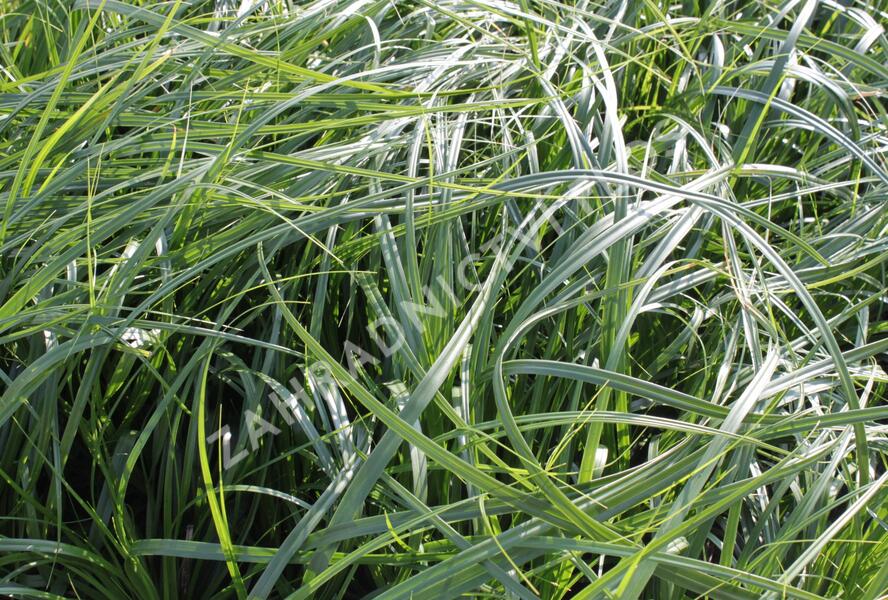 Ostřice ošimenská 'J. S. Greenwell' - Carex oshimensis 'J. S. Greenwell'