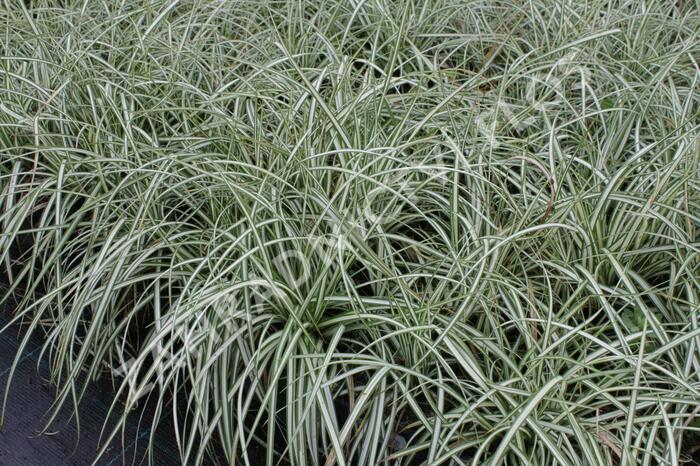 Ostřice ptačí nožka 'Variegata' - Carex ornithopoda 'Variegata'