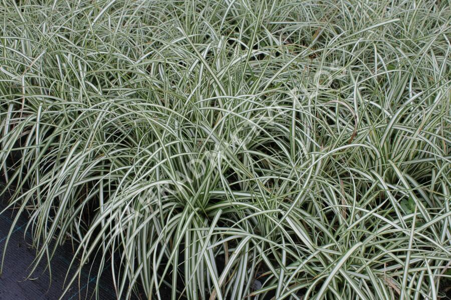 Ostřice ptačí nožka 'Variegata' - Carex ornithopoda 'Variegata'