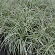 Ostřice ptačí nožka 'Variegata' - Carex ornithopoda 'Variegata'
