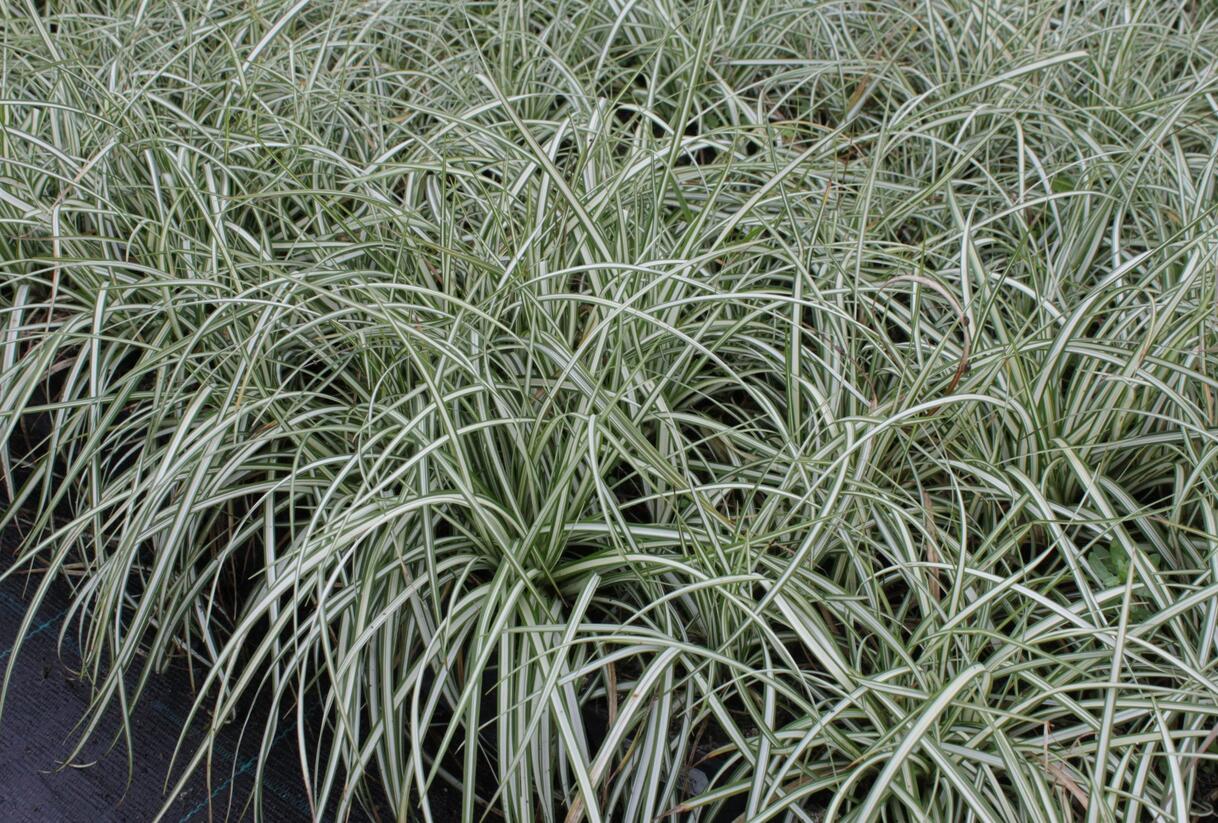 Ostřice ptačí nožka 'Variegata' - Carex ornithopoda 'Variegata'