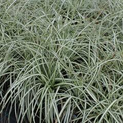 Ostřice ptačí nožka 'Variegata' - Carex ornithopoda 'Variegata'