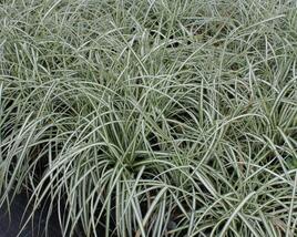 Ostřice ptačí nožka 'Variegata'