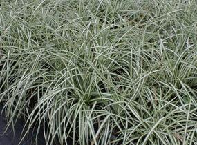 Ostřice ptačí nožka 'Variegata' - Carex ornithopoda 'Variegata'