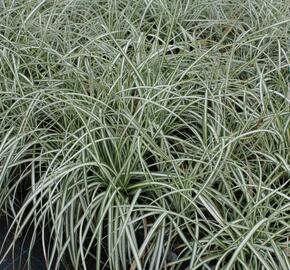 Ostřice ptačí nožka 'Variegata' - Carex ornithopoda 'Variegata'